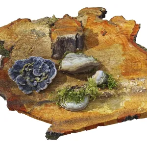 Mushrooms and moss are located on a fresh wet saw cut of an old pine tree