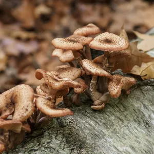 Several mushrooms nestling on a tree trunk Several mushrooms nestling on a tree trunk