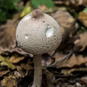 Mushrooms plant in autumn in the forest in view