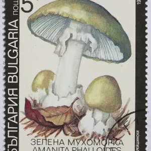 Mushrooms as stamp motif, Amanita phalloides Mushrooms as stamp motif, Amanita phalloides