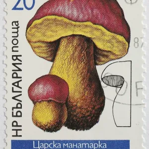 Mushrooms as stamp motif, Boletus regius Mushrooms as stamp motif, Boletus regius