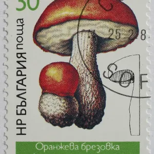 Mushrooms as stamp motif, Leccinum aurantiacum Mushrooms as stamp motif, Leccinum aurantiacum