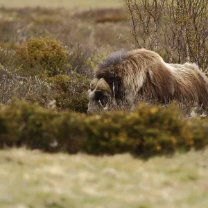 Musk ox, Ovibos moschatus, bull