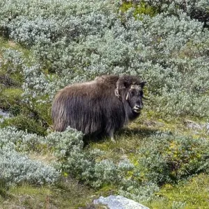 Musk ox (Ovibos moschatus) in the fjell Musk ox (Ovibos moschatus) in the fjell