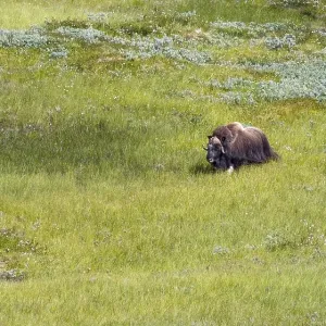 Musk ox (Ovibos moschatus) in the fjell Musk ox (Ovibos moschatus) in the fjell