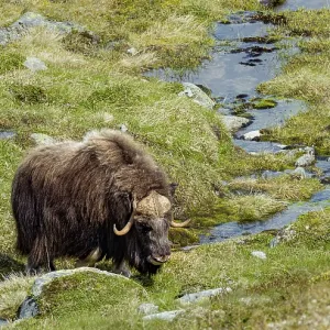 Musk ox (Ovibos moschatus) in the fjell Musk ox (Ovibos moschatus) in the fjell