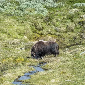 Musk ox (Ovibos moschatus) in the fjell Musk ox (Ovibos moschatus) in the fjell