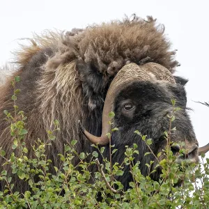 Musk ox (Ovibos moschatus), portrait Musk ox (Ovibos moschatus), portrait