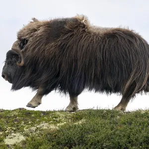 Musk ox (Ovibos moschatus) running in the tundra Musk ox (Ovibos moschatus) running in the tundra