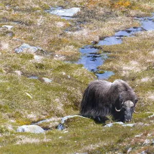 Musk ox (Ovibos moschatus) in the tundra Musk ox (Ovibos moschatus) in the tundra