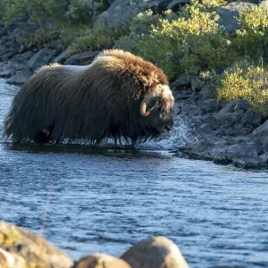 Musk ox (Ovibos moschatus), walking through a river in the tundra in Dovrefjell National Park
