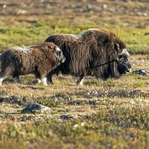 Musk ox (Ovibos moschatus), with young animal standing in the tundra in Dovrefjell National Park