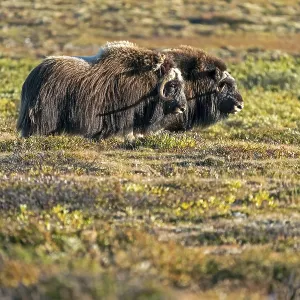 Two musk oxen (Ovibos moschatus) Two musk oxen (Ovibos moschatus)