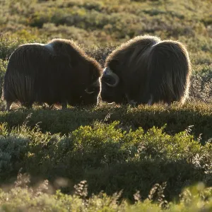 Two musk oxen (Ovibos moschatus) Two musk oxen (Ovibos moschatus)