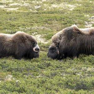 Two musk oxen (Ovibos moschatus) Two musk oxen (Ovibos moschatus)