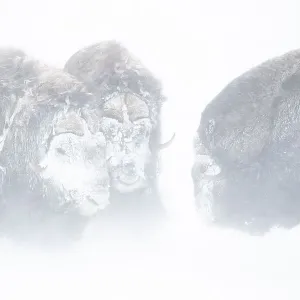 Musk oxen Print in a snowstorm, Norway Musk oxen Print in a snowstorm, Norway