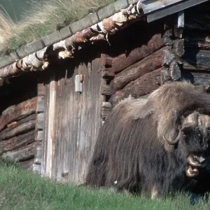 Muskox, Dovrefjell national park Muskox, Dovrefjell national park