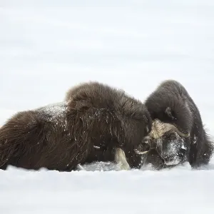 Muskoxen (Ovibos moschatus) fighting