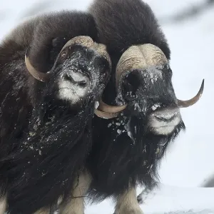 Muskoxen (Ovibos moschatus) fighting