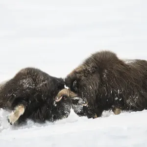 Muskoxen (Ovibos moschatus) fighting in the snow
