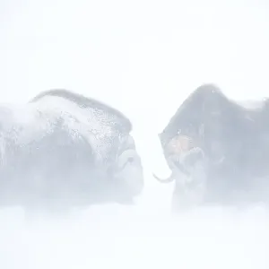 Muskoxen (Ovibos moschatus) fighting in a snowstorm Muskoxen (Ovibos moschatus) fighting in a snowstorm