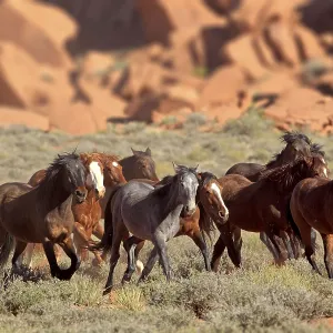 Mustangs, Monument Valley, Utah