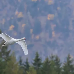 Mute Swan Over Autumnal Lake Print, Upper Austria Mute Swan Over Autumnal Lake Print, Upper Austria