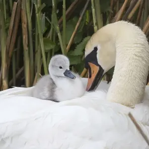 Mute swan (Cygnus olor), chick sitting in plumage on back Mute swan (Cygnus olor), chick sitting in plumage on back