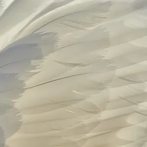 Mute Swan Feathers Print, Bavaria, Germany Mute Swan Feathers Print, Bavaria, Germany