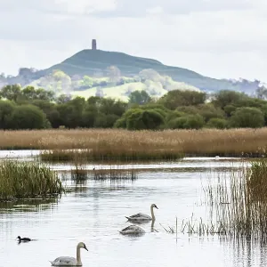 Mute Swan, Cygnus olor with Glastonbury Tor in background