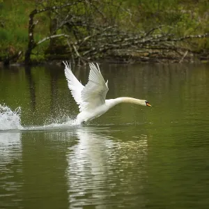 Mute swan (Cygnus olor) starts flying from a lake