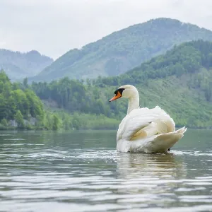 Mute swan (Cygnus olor) swimming on a lake