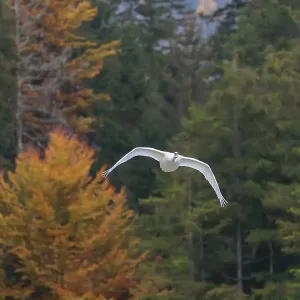 A Mute Swan in Flight Print, Upper Austria A Mute Swan in Flight Print, Upper Austria