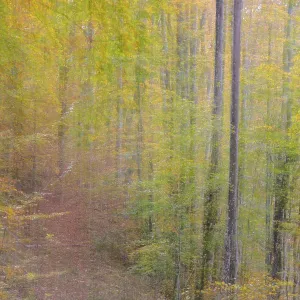 Muted autumn forest scene with a path through the trees