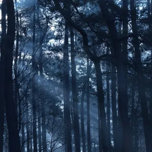 Mysterious nocturnal forest with deep shadows in bluish light