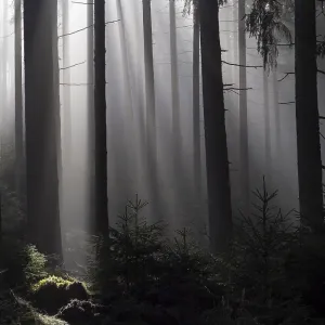 Mystical atmosphere in a foggy spruce forest