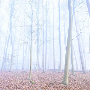 Mystical foggy forest with tall trees and autumn leaves Mystical foggy forest with tall trees and autumn leaves