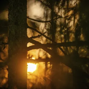 A mystical forest with sunlight shining through the trees A mystical forest with sunlight shining through the trees