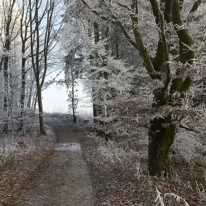 A mystical winter forest on the Hermannsweg with a trail lined with snow-covered trees A mystical winter forest on the Hermannsweg with a trail lined with snow-covered trees