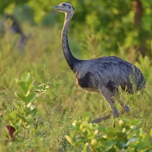 A Nandu stands next to dense vegetation in the foreground with trees in the background A Nandu stands next to dense vegetation in the foreground with trees in the background