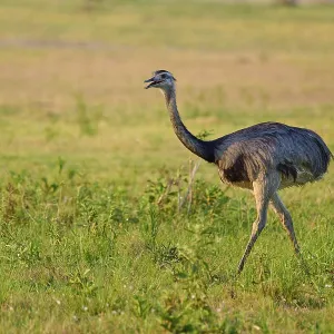 A Nandu in a wide green meadow with natural environmental features A Nandu in a wide green meadow with natural environmental features