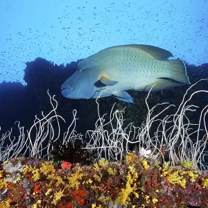 Napoleon wrasse (Cheilinus undulatus)