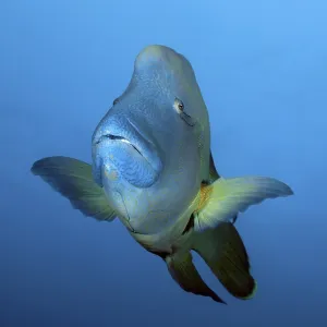 Napoleon wrasse (Cheilinus undulatus) front view Napoleon wrasse (Cheilinus undulatus) front view