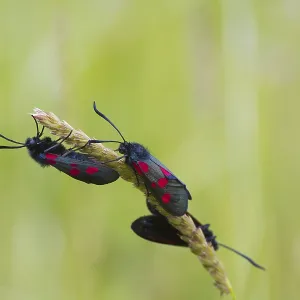 Narrow Bordered Five Spot Burnet (Zygaena lonicerae) Narrow Bordered Five Spot Burnet (Zygaena lonicerae)