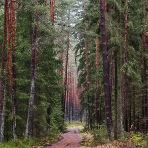 Un sendero forestal estrecho, flanqueado por pinos (pinus) altos, conduce a las profundidades del bosque. Un sendero forestal estrecho, flanqueado por pinos (pinus) altos, conduce a las profundidades del bosque.