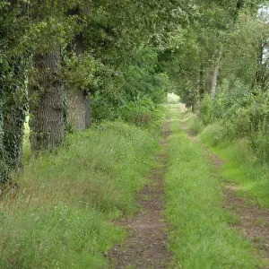 A narrow forest path leads through a green A narrow forest path leads through a green