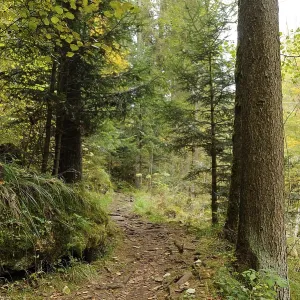 A narrow forest path winding between tall trees surrounded by lush greenery