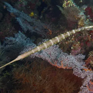 Narrow Pacific trumpetfish (Aulostomus chinensis) moves between colorful soft corals