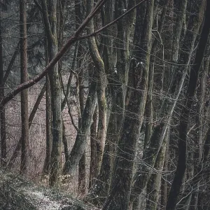 Narrow path through a dark, mysterious forest with thick