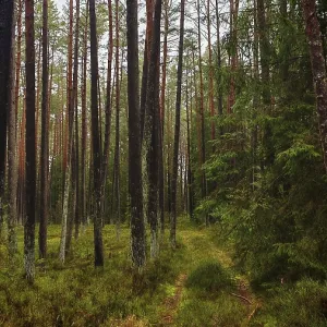 Sendero estrecho a través de la densa selva de pino (pinus) Sendero estrecho a través de la densa selva de pino (pinus)